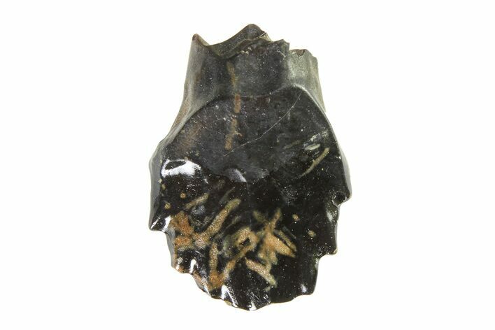 Fossil Nodosaurid (Denversaurus) Tooth - Montana #338909